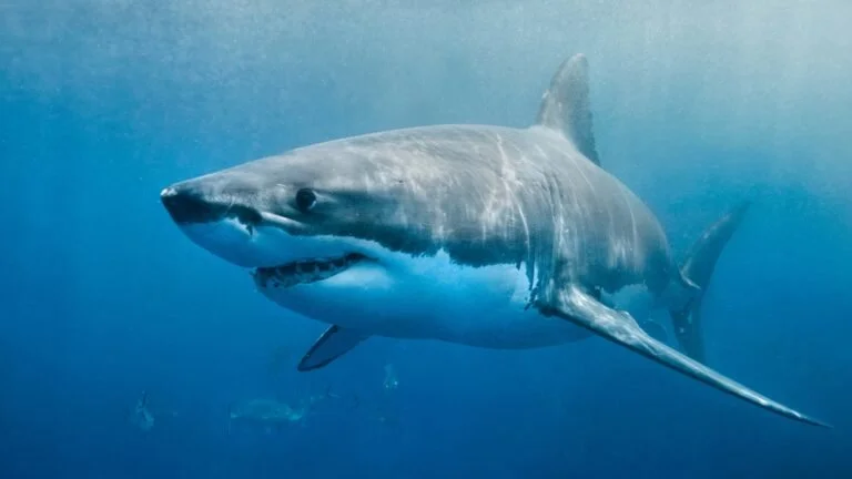 Do you think Aircraft can glide through the clouds by using shark skin?